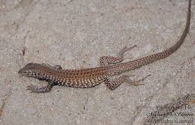 Arizona Desert Whiptail Lizard Cnemidophorus Tigris Gracilis Desert Animals Animals Lizard