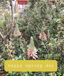 Image result for Chlorophytum krookianum