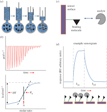 The quantity of heat absorbed by the calorimeter, q cal, can be determined. A B Isothermal Titration Calorimetry And C D Surface Plasmon Download Scientific Diagram