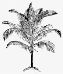 When designing a new logo you can be inspired by the visual logos found here. Free Palm Tree Black And White Clip Art With No Background Clipartkey