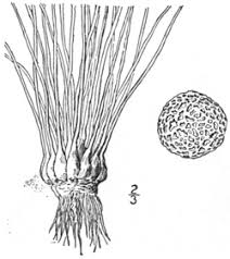 Image result for Isoetes welwitschii