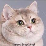 Pin By What Do You Meme On Meme This Lindsay Lohan Style Celebrity Mugshots Lindsay Lohan