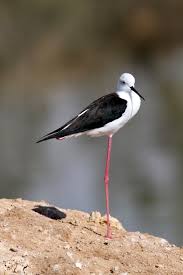 Black And White Birds In Southern California Animals World List Of Birds Australia Animals Birds