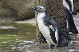 This includes emperor penguins diet, habitat, behavior, and reproduction. African Penguin The Maryland Zoo