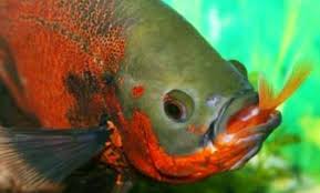Saat menginjak umur dewasa, ukuran ikan oscar bisa mencapai 40 cm degan berat sekitar 3 kg. Cara Budidaya Ikan Oscar Panduan Untuk Pemula Suka Ikan