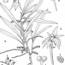 Image result for Tridactyle