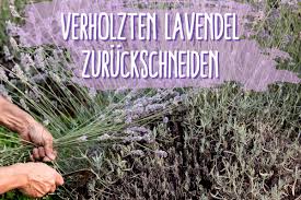Idealerweise wird lavendel zweimal im jahr geschnitten: Verholzten Lavendel Schneiden Und Verjungen