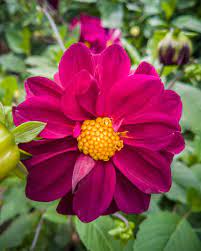 Flor Morada Centro Amarillo Cool Woodworking Projects Build Floating Shelves Diy Shelves