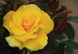 Check spelling or type a new query. Nature Yellow Flowers A Sign Of Friendship Pentaxforums Com