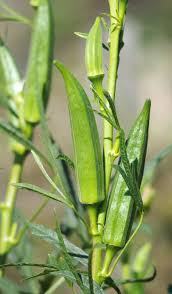 Image result for Abelmoschus esculentus