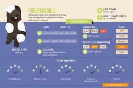 An f1b sheepadoodle's parents are a sheepadoodle and a poodle. Sheepadoodle What It S Like To Own A Sheepdog Poodle Mix All Things Dogs All Things Dogs