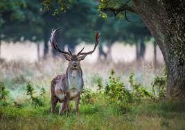 IPF National Shield 2020