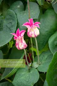 Other common names clematis princess kate synonyms clematis 'zoprika'. Clematis Texensis M Stock Photo By Jonathan Buckley Image 1362540