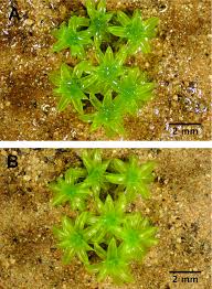 Image result for Crepidomanes inopinatum