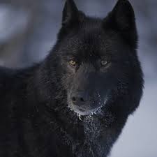 Also returning from last season (in alphabetical order) wolf pack/whale have seen a lot of him in his other stops in the eastern conference, like adirondack, springfield and philadelphia. Wolf Ranks For Dummies Virtual Space Amino
