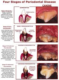 By the end of this chapter you should be able to: Nutraceuticals In Periodontal Health And Diseases In Dogs And Cats Springerlink