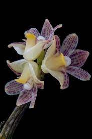 Dendrobium Alterum Rare Flowers Dendrobium Orchids Miniature Orchids