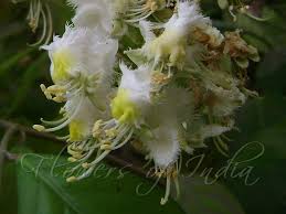 Image result for Hiptage