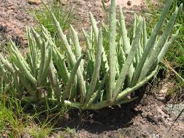 Image result for Cyphostemma hereroense