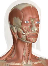 The content of the neck is grouped into neck spaces, called compartments. Muscles Of The Head And Neck Anatomy Pictures And Information