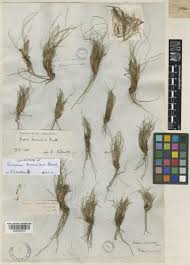 Image result for Schoenus