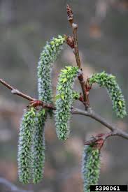 Image result for Populus