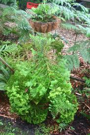 Image result for Cyathea manniana