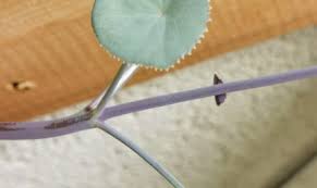 Image result for Adenia goetzei