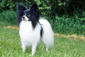 Papillon Dog Breed Information