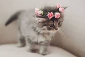 Charlotte asheville athens, ga atlanta augusta blacksburg boone charleston charleston, wv columbia danville eastern ky eastern nc fayetteville, nc florence, sc greensboro greenville hickory hilton. Craigslist Pets Nc Charlotte