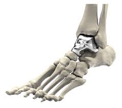 Image result for Talus