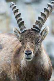 Cabra Dos Alpes Ibex Animales Asombrosos Animales Salvajes Reino Animal
