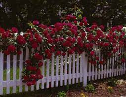 Fence Idea Climbing Roses Red Climbing Roses Rose Bush