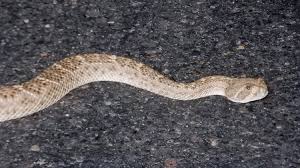 Pretty sure its young, but i did see it's rattle, so the fact that it didn't rattle both times we've seen it (despite nearly tripping over it the second time). First Aid For Western Diamondback Rattlesnake Bite