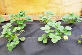 Can you grow strawberries in raised bed? Growing Strawberries In Raised Beds The Kiwi Country Girl