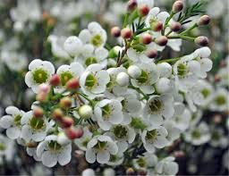 What flowers are in season in december and january. 15 Flowers In Season In December White Wax Flower Wax Flowers Small White Flowers