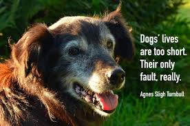 A dog death quote is a short sentence or two that sums up the pain and hurt caused by losing a dog. 50 Inspirational Pet Loss Quotes My Dog S Name