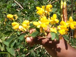 Image result for Senna bicapsularis