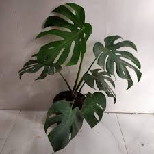 The right amount of sunlight is essential for a monstera's leaf. How To Care For Your Monstera Nursery Buy