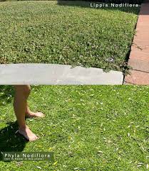 Image result for Lippia