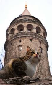 Bugun Cok Guzel Biliyor Musun Neden Bilmiyorum Ama Icim Icime Sigmiyor Uzaklara Gitmek Istiyorum Cok Uzaklara Yalnizligin Beni Bul Kedi Guzel Kediler Hayvan