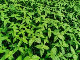 Image result for Loganiaceae