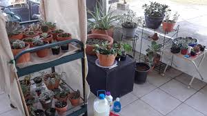 The short and most obvious answer is, you kill them! How To Get Rid Of Spider Mites During Flowering