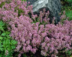 Check spelling or type a new query. Creeping Thyme Thymus Serpyllum Thyme Plants Flowers 99roots Com