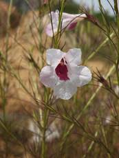 Image result for Sopubia lanata