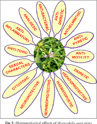 Image result for Hygrophila schulli