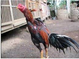 Hobi sabung ayam online | twuko. Jenis Ayam Aduan Informasi Sabung Ayam Agen Sabung Ayam Part 2 Bangkok Animals Rooster