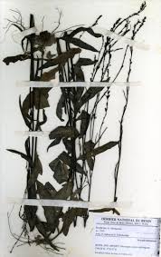 Image result for Buchnera leptostachya