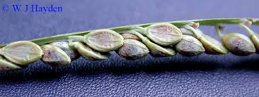 Image result for Paspalum plicatulum