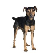 The manchester terrier could also be an efficient hunter for rabbits and bring home the supper. Manchester Terrier Dog Breed
